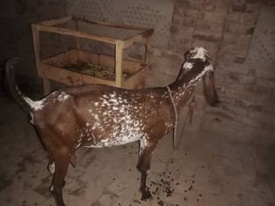 makki cheni bakri 2month gabban 03217327735