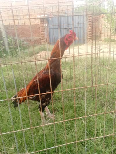 murga for sale
