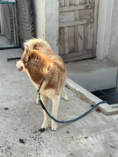 Husky