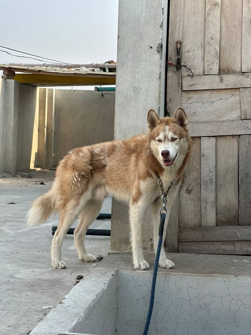 Husky 1