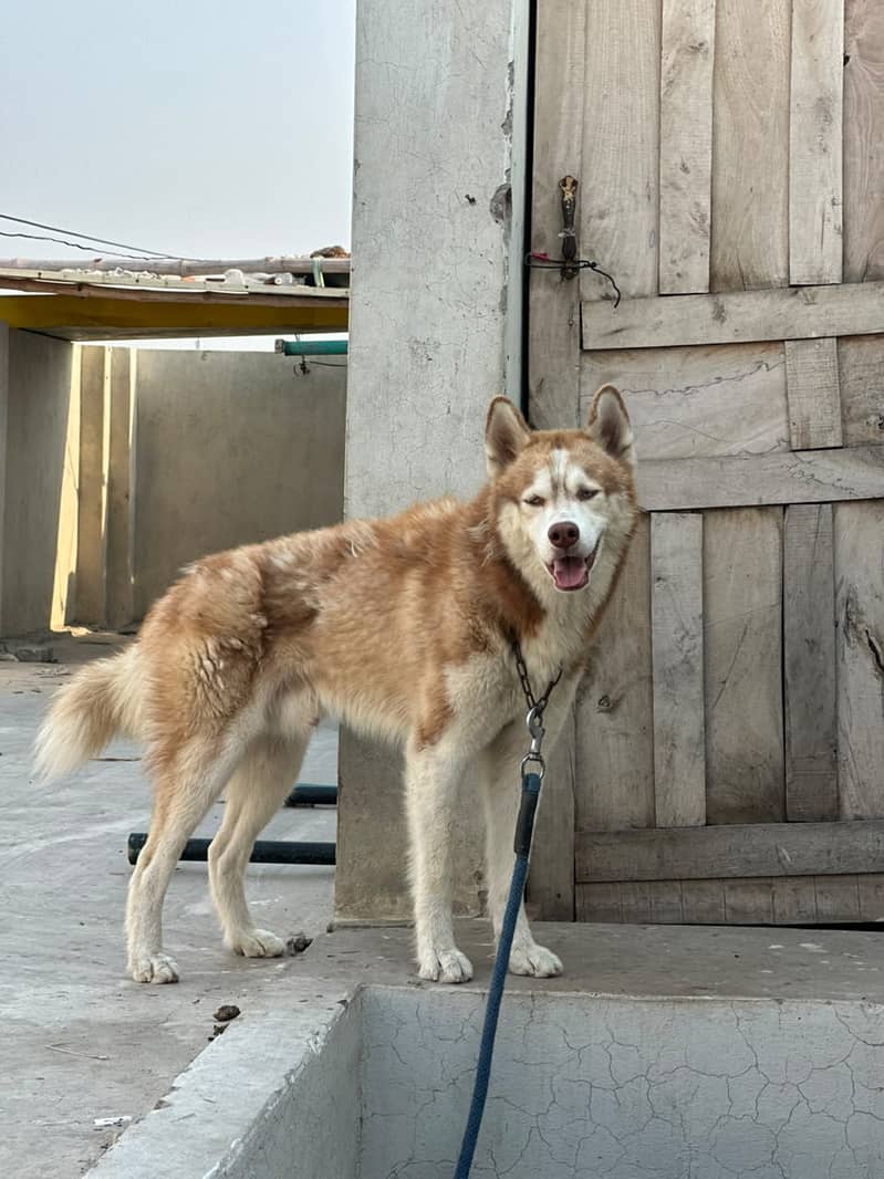 Husky 2