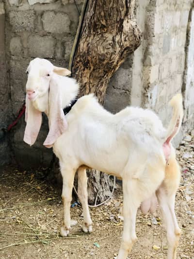 Gulabi bakra fresh 2 dant healthy and active jambo size