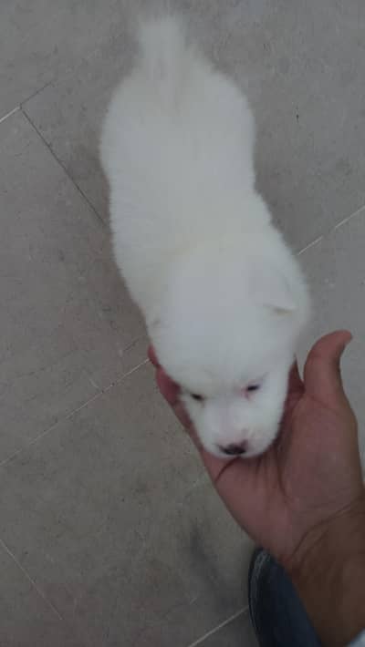 Maltipoo Poodle for sale