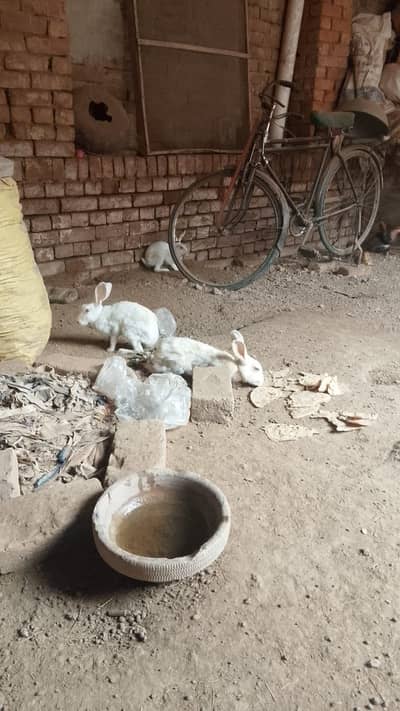 white red eyes albino rabbits