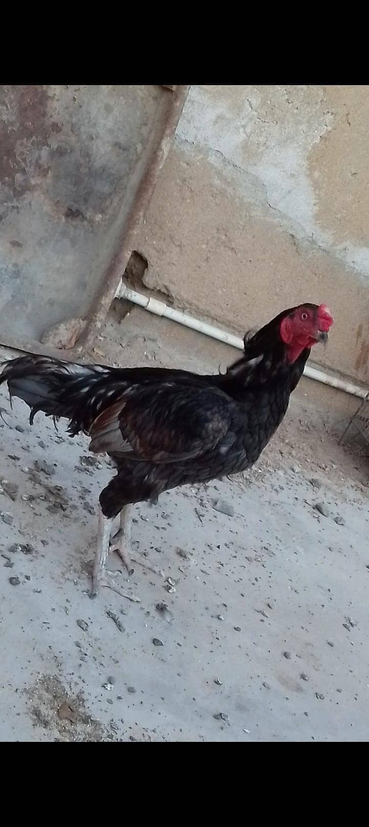 lasani 1