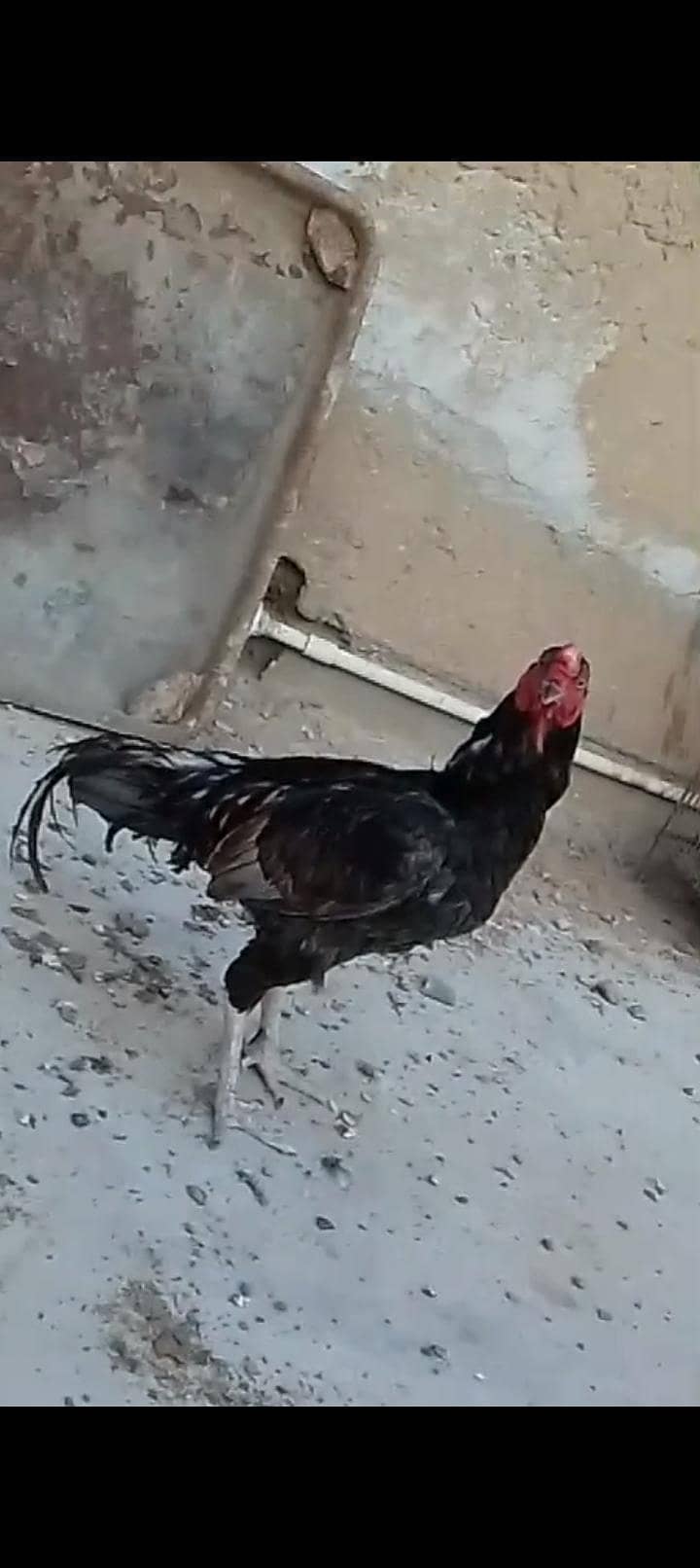 lasani 2