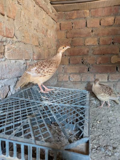 Irani Restart breeder pair
