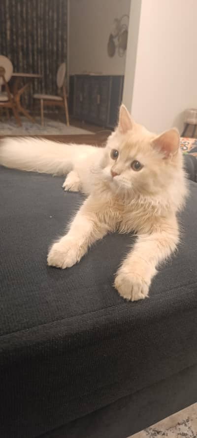 Cat for Sale