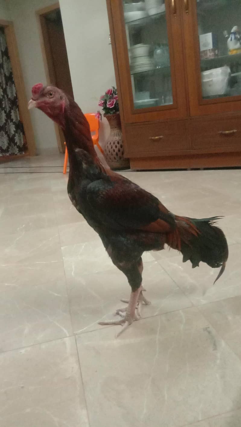 aseel murga 1