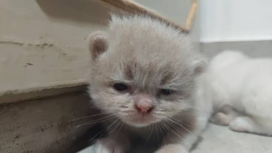 Pair of male cats for sale
