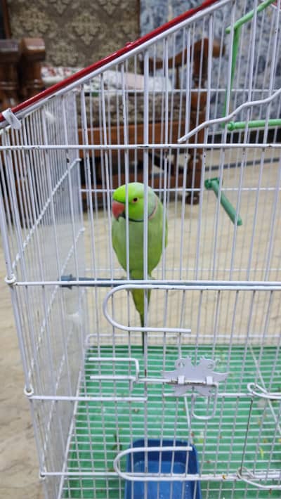 Beautiful Parrot for Sale | Healthy & Active Bird