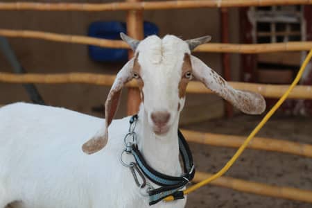 Gulabi Tapra kheera bakra
