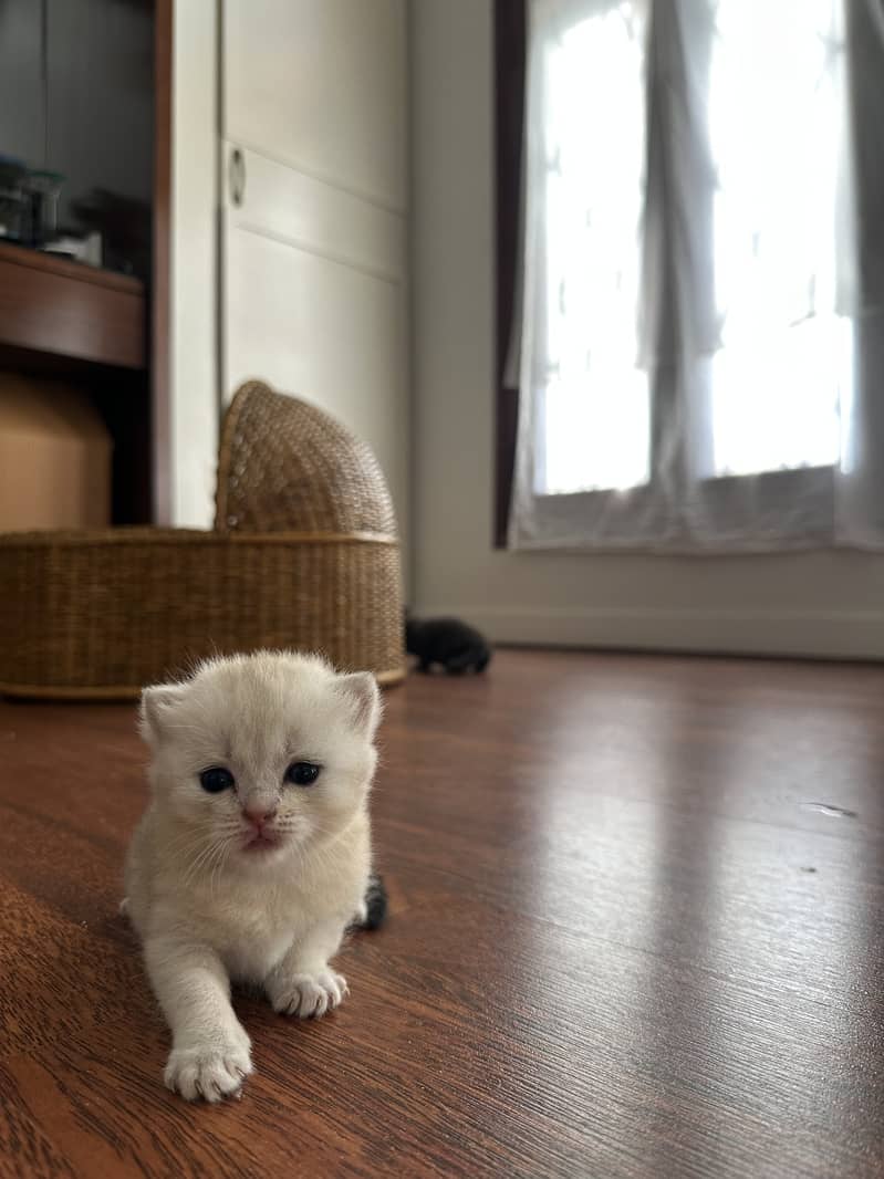 Scottish kittens 0