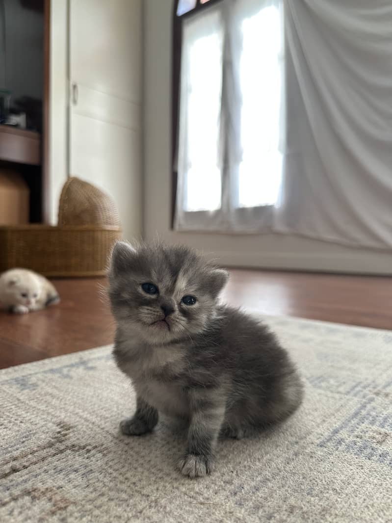 Scottish kittens 1