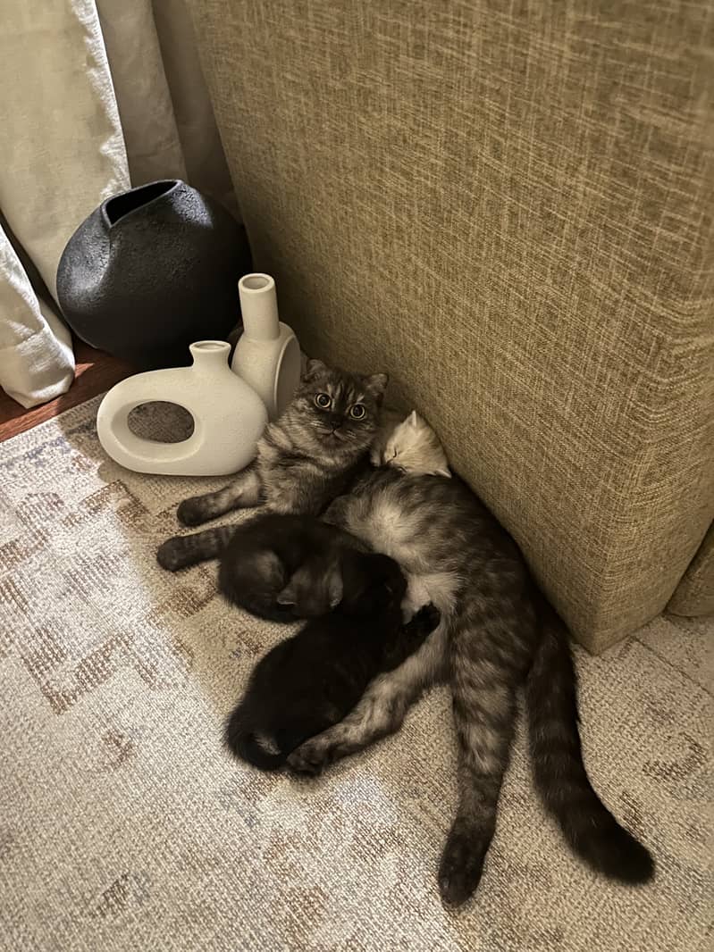 Scottish kittens 2