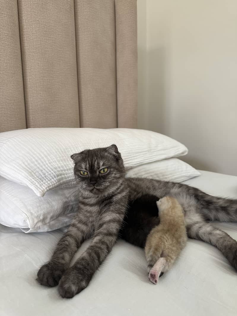 Scottish kittens 3