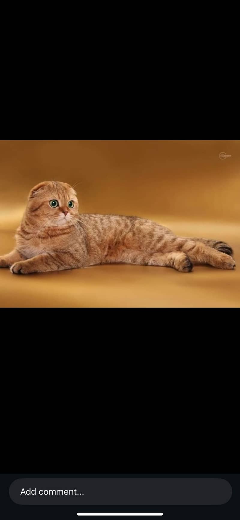 Scottish kittens 8