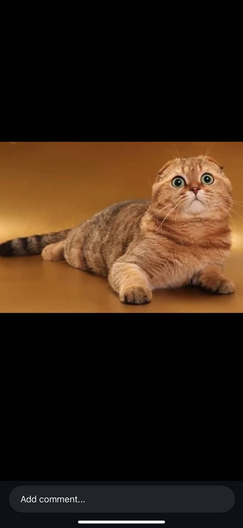 Scottish kittens 11