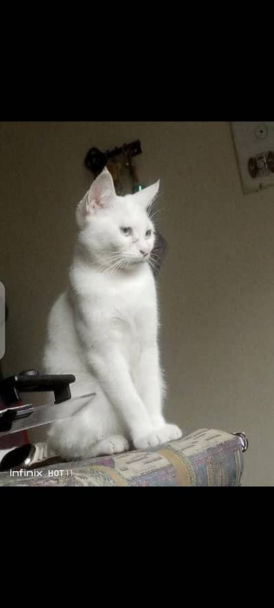 Sprayed Blue eyes White British short hair cat