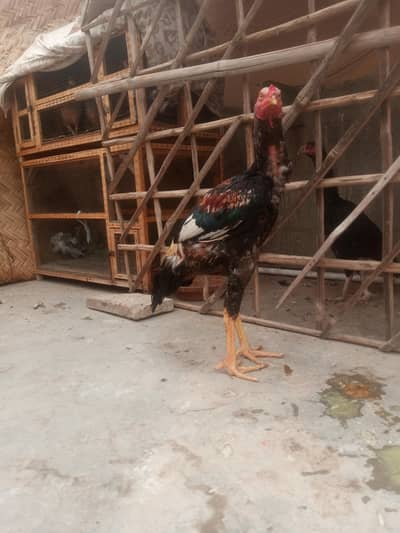 for sale