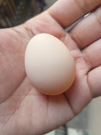 Black Bantom Eggs for Sale