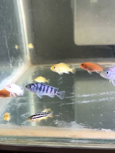 Mixed African Cichlids Fry - Yellow Lab Red Zebra Auratusw