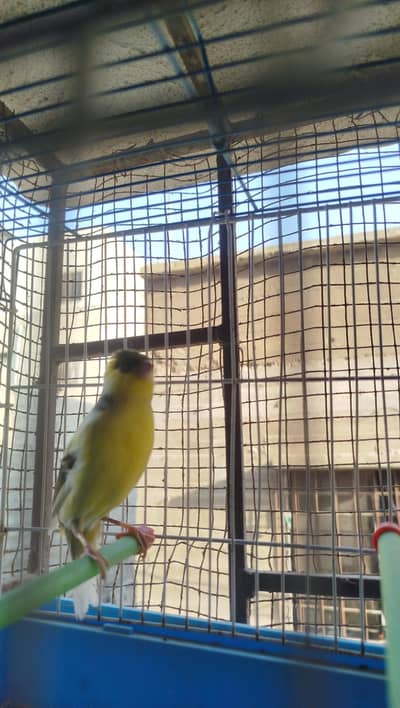 ablak male