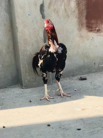 mianwali aseel murga