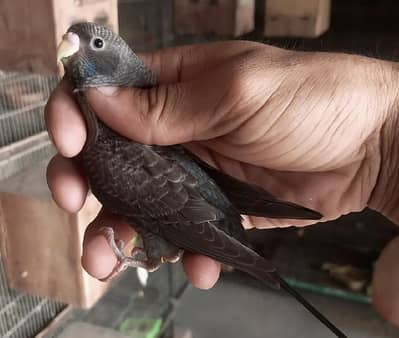 Black Budgies Combo Grey