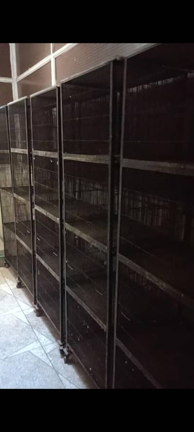 Sunconure | Macaw | Red Collar Lorry | Lovebird | Budgies | Dove
