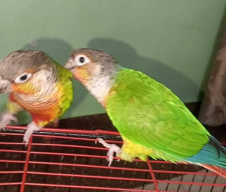 SUNY mango 1