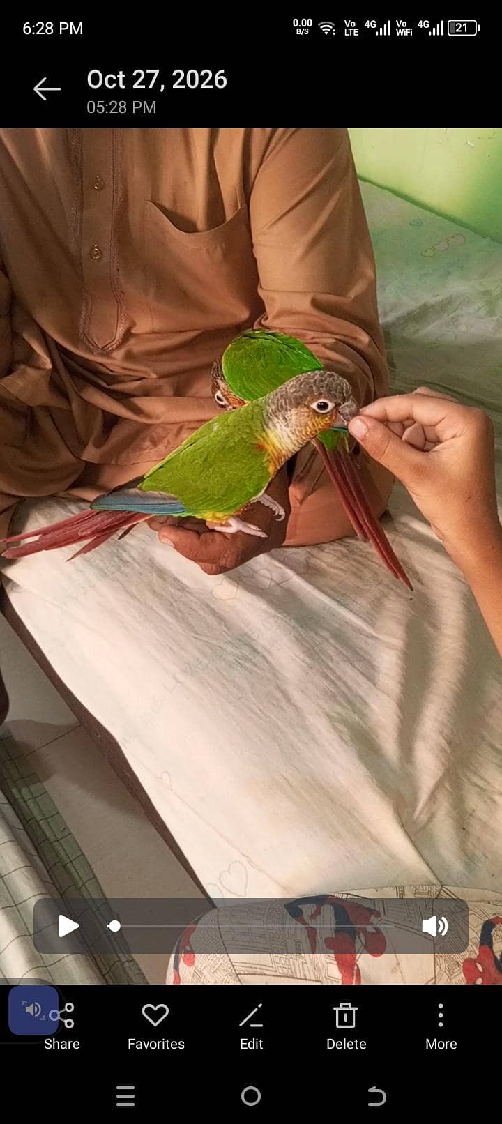 SUNY mango 2
