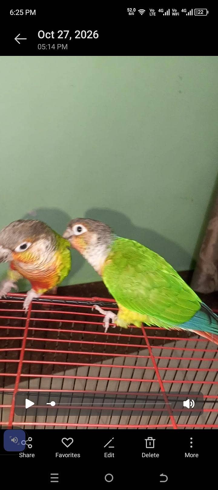 SUNY mango 3
