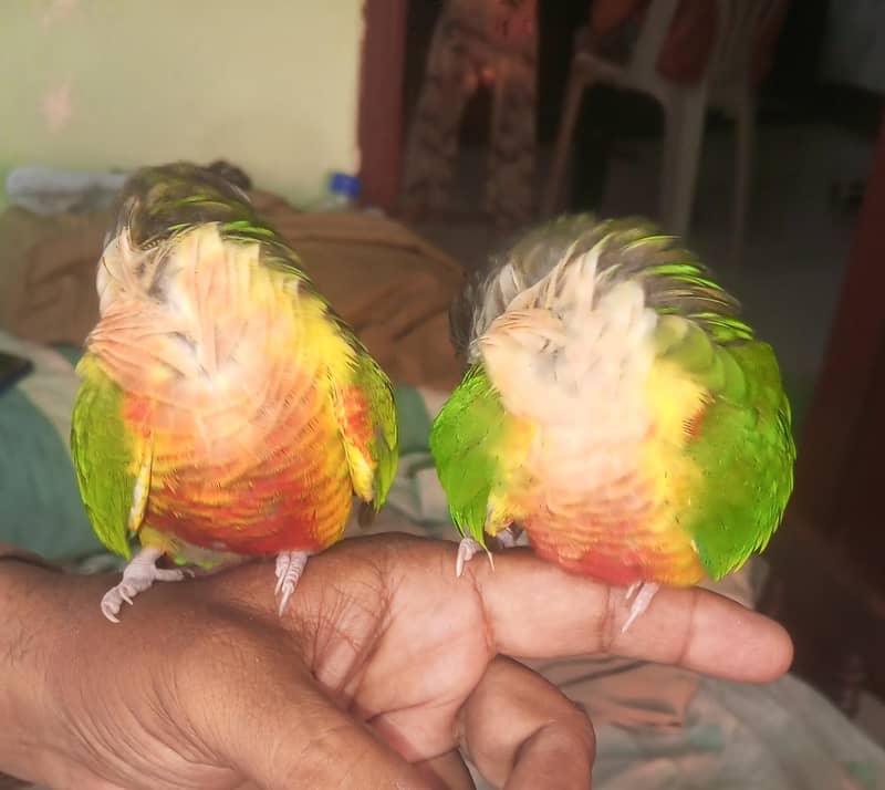 SUNY mango 4