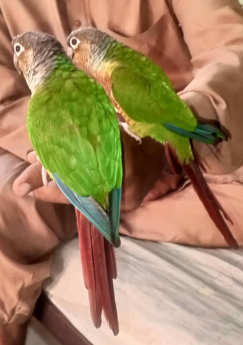SUNY mango 5