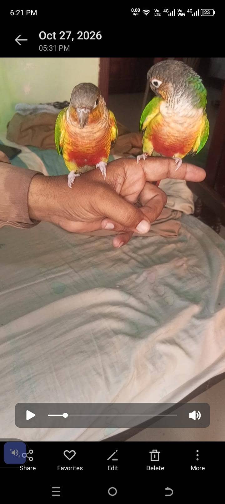 SUNY mango 6