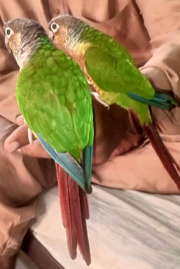 SUNY mango 8