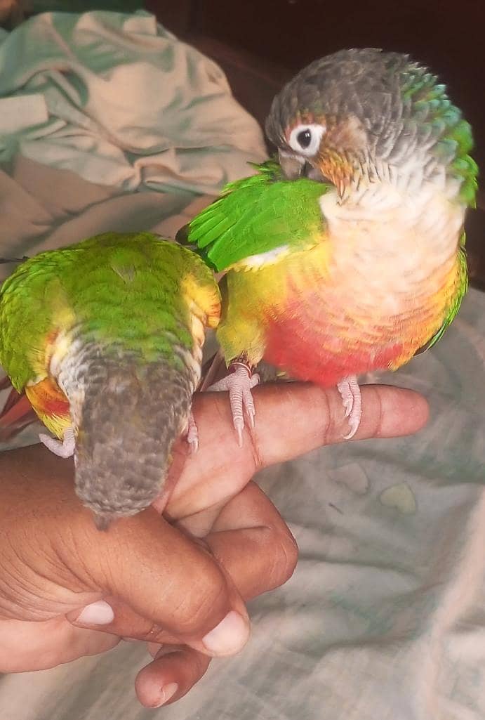 SUNY mango 9