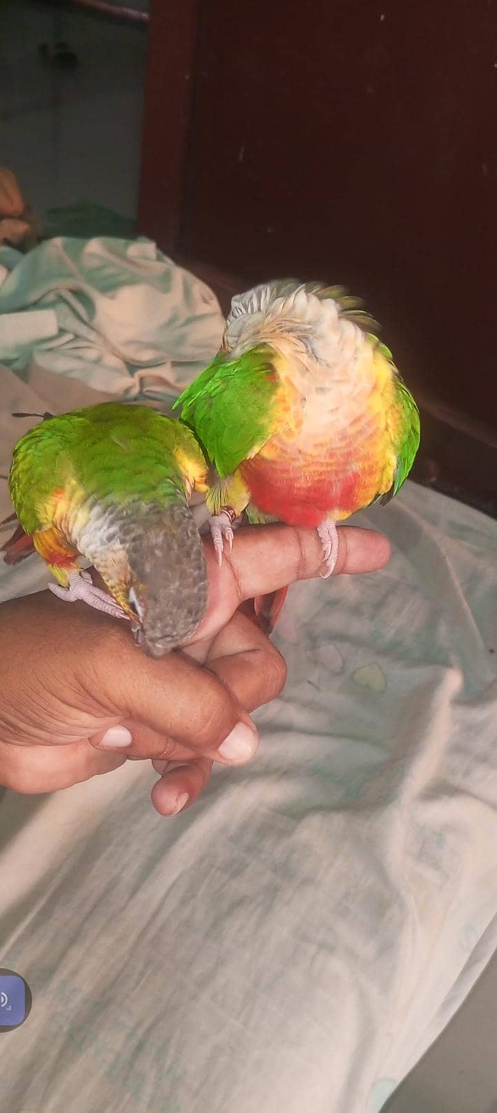 SUNY mango 11