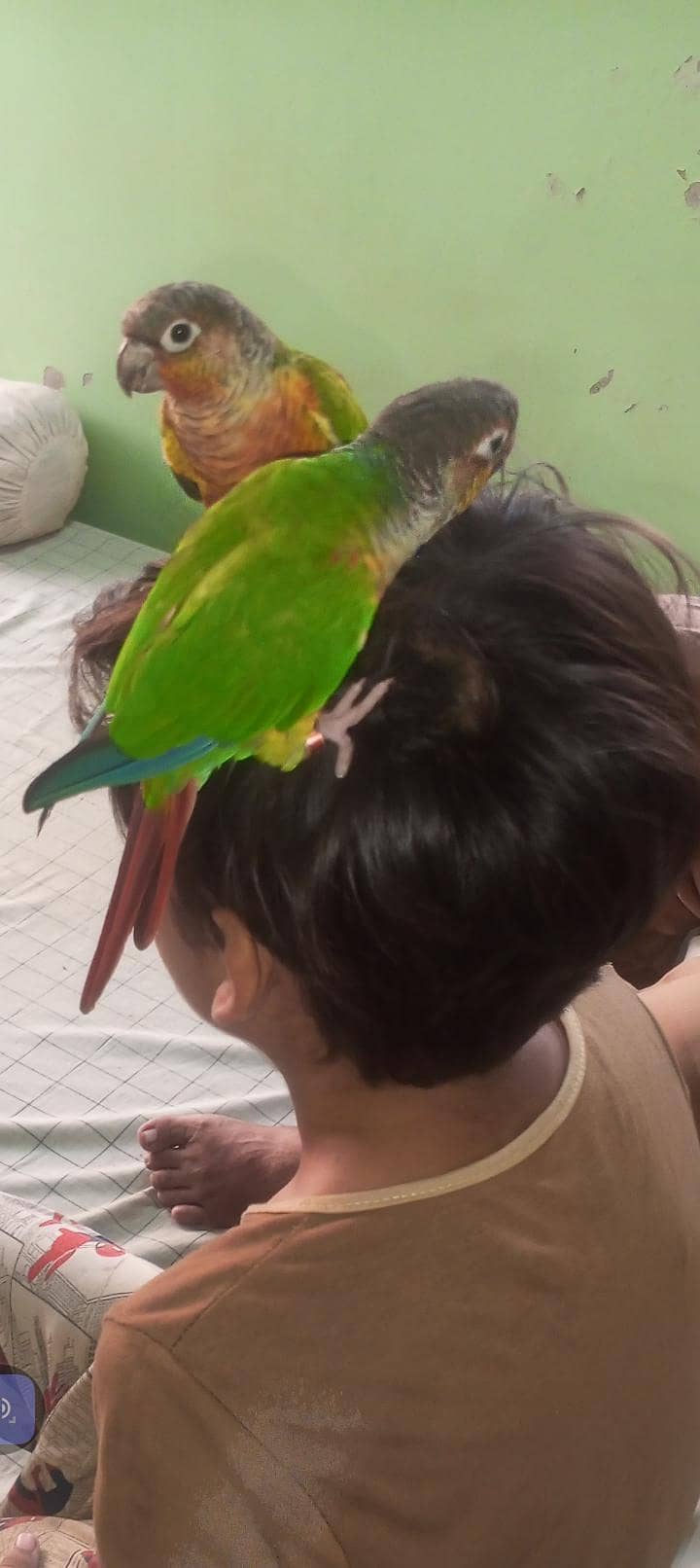 SUNY mango 12