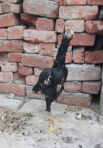 100% active shamo female long hight