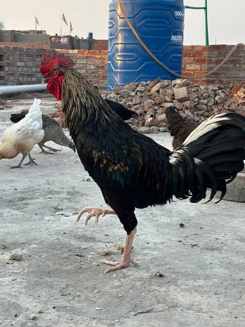 desi murga 2