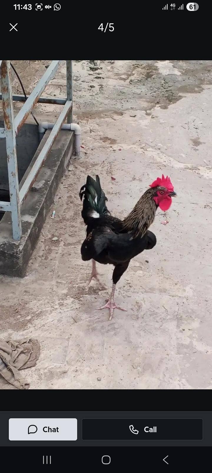 desi murga 3