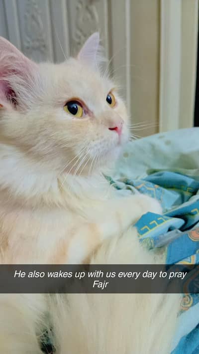 Male cat for matting