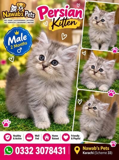 Persian kittens