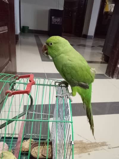 Parrots