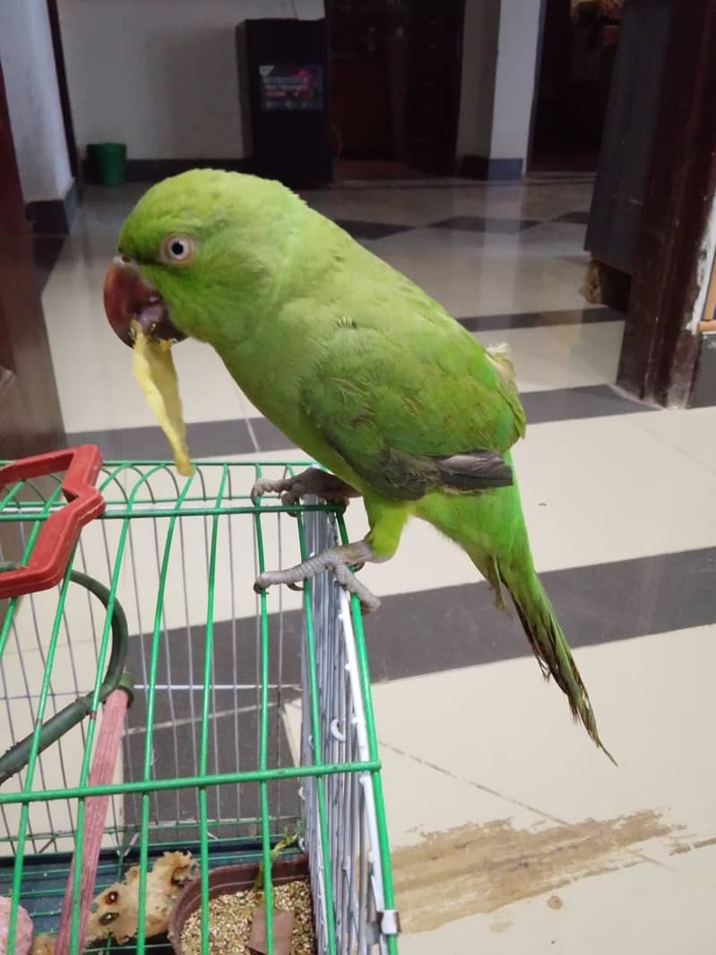 Parrot 1