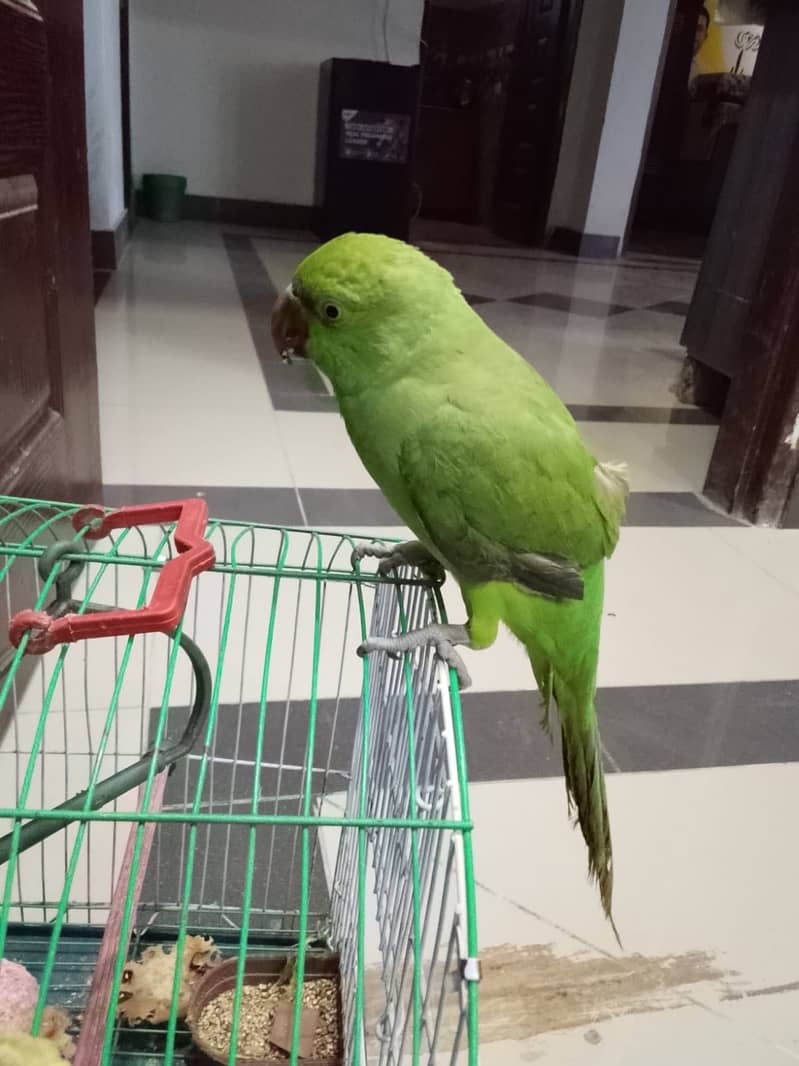 Parrot 2
