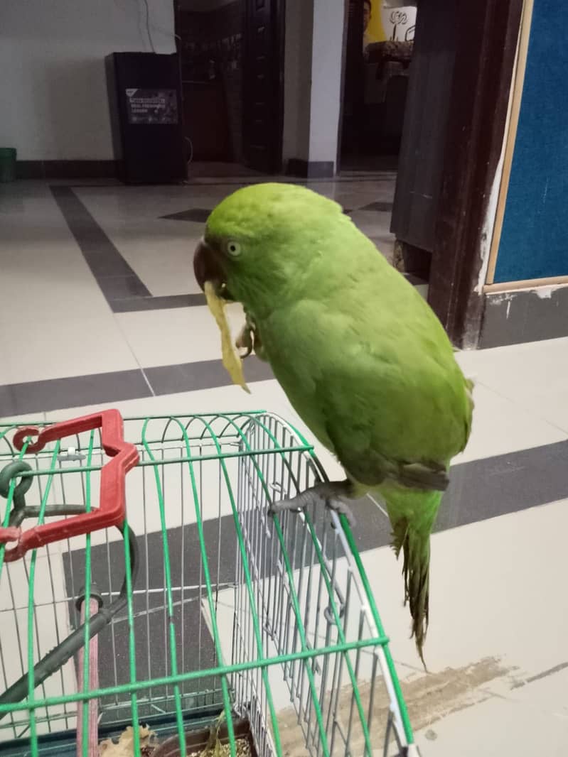 Parrot 3