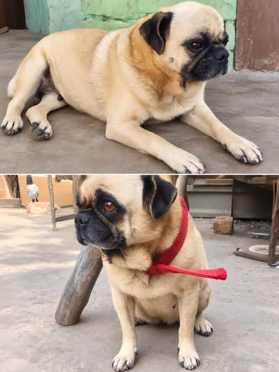 Urgent Sale Female Pug Dog – Rs. 70,000
